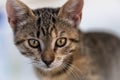 Portrait of a calm and attentive cat Greek straight, close-up, on a white background Young cat make big eyes and looks in front Royalty Free Stock Photo