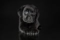 Portrait of calm cute puppy of  labrador retriever breed dog lying down isolated on black background. Royalty Free Stock Photo