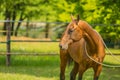 Brown stallion standing in a paddock on a spring day Royalty Free Stock Photo