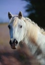 Portrait of a camargue horse