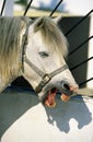 PORTRAIT OF A CAMARGUE HORSE YAWNING