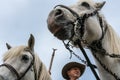 Portrait of camargue horses and a gardian Royalty Free Stock Photo