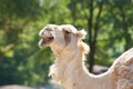 Portrait of a camel Royalty Free Stock Photo