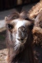 Portrait of a bactrian camel