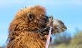 Portrait of a camel against the blue sky. Close-up Royalty Free Stock Photo