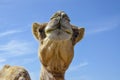 Portrait of a camel against the blue sky Royalty Free Stock Photo