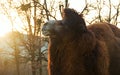 Portrait camel in autumn park