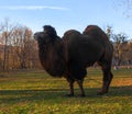 Portrait camel in autumn park