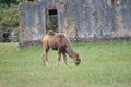 Portrait Of A Camel Breed Grazing In Front Of A Ruined Church In The Natural Park Of Cabarceno Old Mine For Iron Extraction. Royalty Free Stock Photo