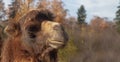 Portrait of a camel in brown long wool close-up against a background of blue sky and autumn trees Royalty Free Stock Photo