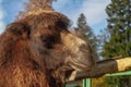 Portrait of a camel in brown long wool close-up against a background of blue sky and autumn trees Royalty Free Stock Photo
