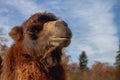 Portrait of a camel in brown long wool close-up against a background of blue sky and autumn trees Royalty Free Stock Photo