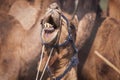 Portrait of Camel head in Pushkar Royalty Free Stock Photo