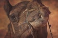 Portrait of Camel head in Pushkar