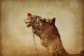 Portrait of Camel head in Pushkar Royalty Free Stock Photo