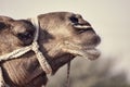 Portrait of Camel head in Pushkar Royalty Free Stock Photo