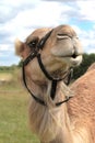 Portrait of Camel, close-up image