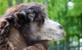 Portrait of camel closeup