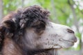 Portrait of camel closeup