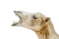 Portrait of camel closeup