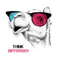 Portrait of the camel in the colored glasses. Think different. Vector illustration. Royalty Free Stock Photo