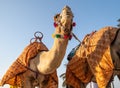 Portrait of a camel in the Desert