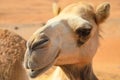 Portrait of camel in desert Royalty Free Stock Photo