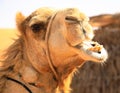 Portrait of camel in desert Royalty Free Stock Photo