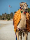 Portrait of a camel in the Desert