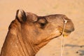 Portrait of Camel, face while waiting for tourists for camel ride at Thar desert, Rajasthan, India. Camels, Camelus dromedarius Royalty Free Stock Photo