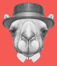 Portrait of Camel with hat. Royalty Free Stock Photo