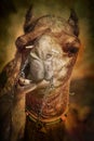 Portrait of Camel head in Pushkar Royalty Free Stock Photo