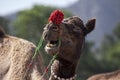 Portrait of Camel head in Pushkar Royalty Free Stock Photo