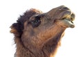 Portrait of a camel isolated on white background Royalty Free Stock Photo