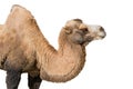 Portrait of a camel isolated on white background Royalty Free Stock Photo