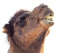 Portrait of a camel isolated on white background Royalty Free Stock Photo