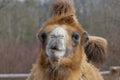 Portrait of a camel looking at the camera.Camelus bactrianus Royalty Free Stock Photo