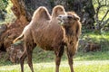 camel with open mouth Royalty Free Stock Photo