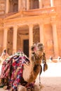 A portrait of a camel in Petra