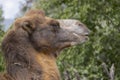 Portrait of a camel in profile in the background of a deciduous tree.close up portraitCamelus bactrianus Royalty Free Stock Photo