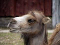 Portrait of a camel Royalty Free Stock Photo