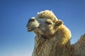 Portrait of a camel's head against the big photographed mountains, palm trees and blue sky Royalty Free Stock Photo