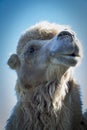 Portrait of a camel's head against the big photographed mountains, palm trees and blue sky Royalty Free Stock Photo