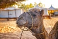 Portrait of Camel in the Sahara of Morocco. Animals lie on sand dunes and have typical African saddles on their backs Royalty Free Stock Photo