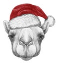 Portrait of Camel with Santa Hat.