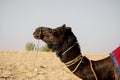 Portrait of camel sitting in the that desert of the jaisalmer city of rajasthan