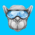 Portrait of Camel with ski goggles.