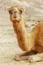 Portrait of camel in the summer desert. Safari east wilderlife.
