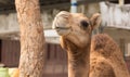 Portrait camel (Warm tone).