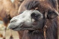 Portrait camel. zoo